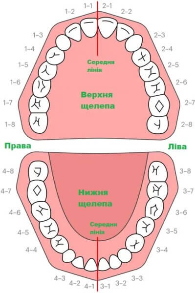 Зображення нумерація кореневих зубів
