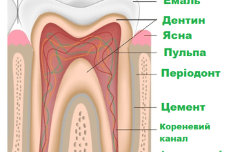 картинка - внутрішня будова зуба